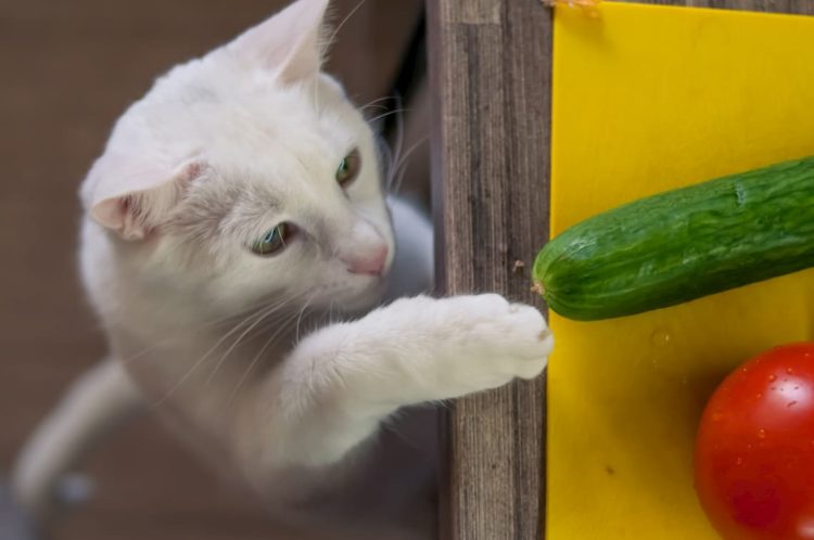 are cats afraid of cucumbers
