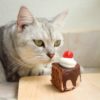 Are cats allergic to chocolate?