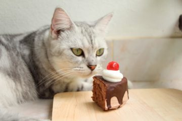 Are cats allergic to chocolate?