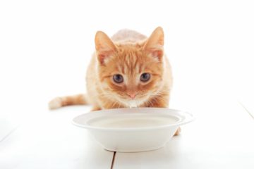 are cats lactose intolerant