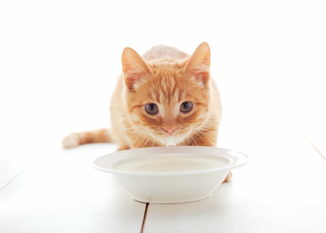 Are cats lactose intolerant? - PollyPets.com