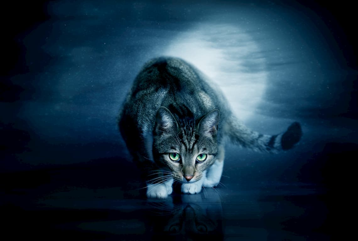 cats nocturnal animals