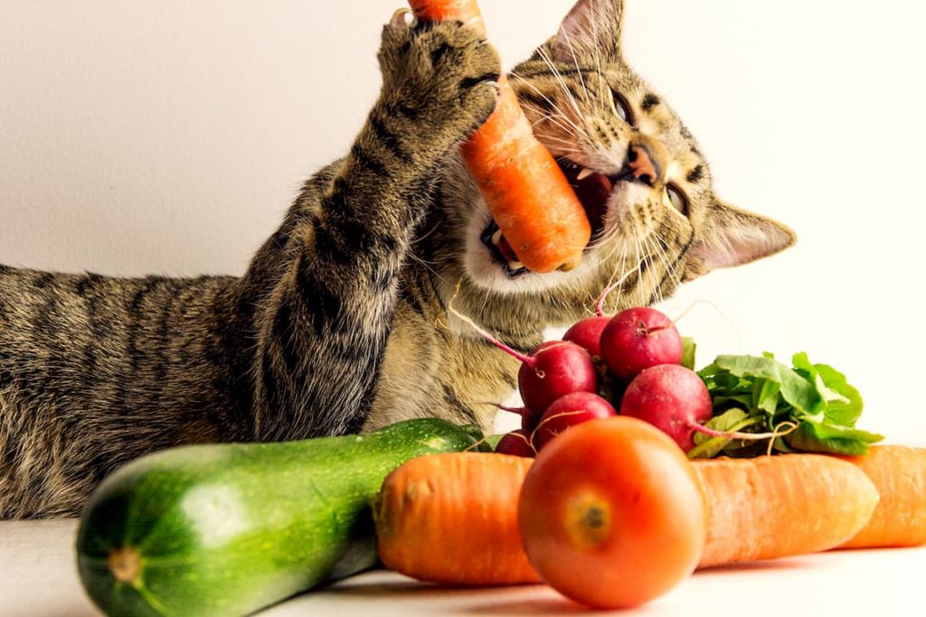 Are cats omnivores? - PollyPets.com