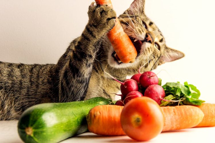 Are cats omnivores?