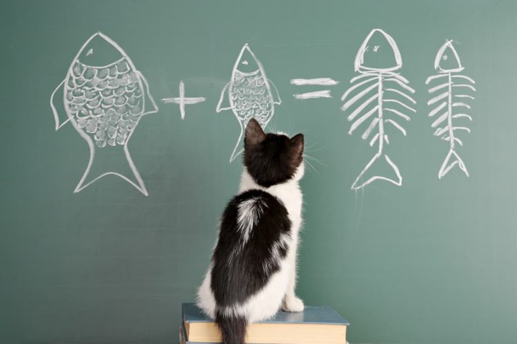 Are cats smart?