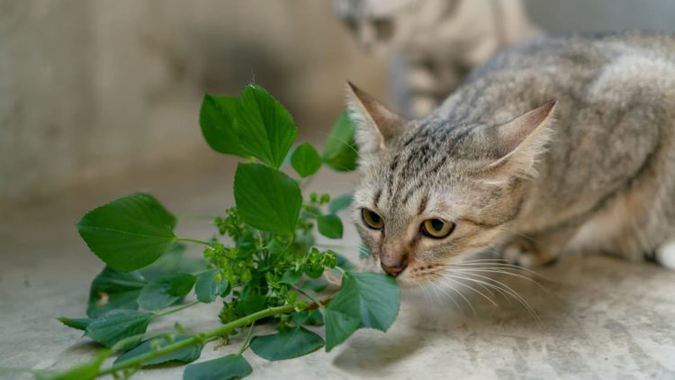 Are cats supposed to eat catnip?