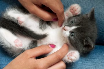 are cats ticklish