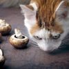 Can cats eat baby bella mushrooms?