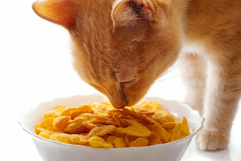 Can cats eat baby puffs?