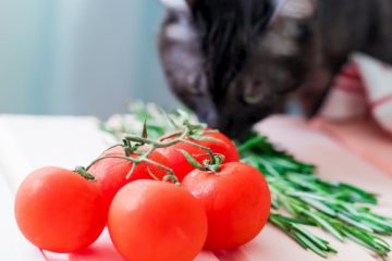 Can cats eat baby tomatoes