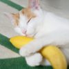 Can cats eat bananas?