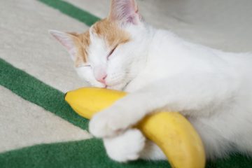 Can cats eat bananas?