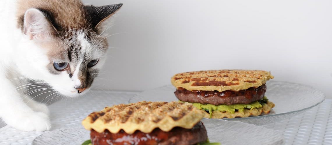 Can cats eat barbecue sauce?