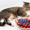 Can cats eat blueberries?