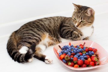 Can cats eat blueberries?