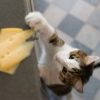 Can cats eat cheese?