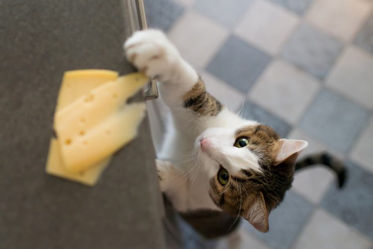 Can cats eat cheese?