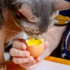 Can cats eat eggs?