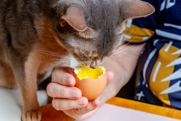 Can cats eat eggs?