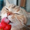 Can cats eat strawberries?
