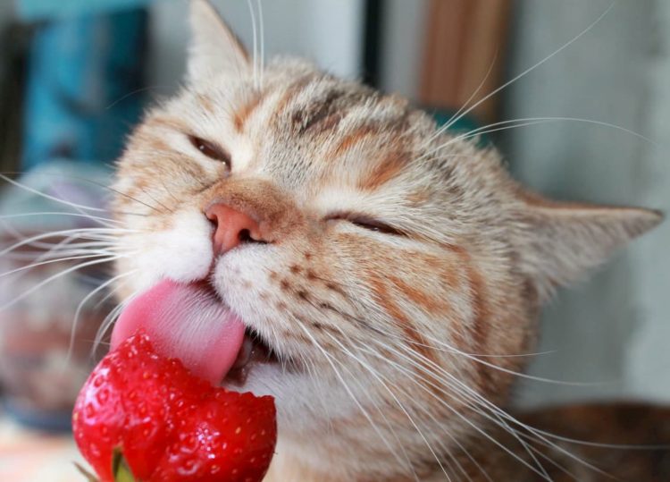 Can cats eat strawberries?