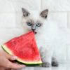 Can cats eat watermelon?