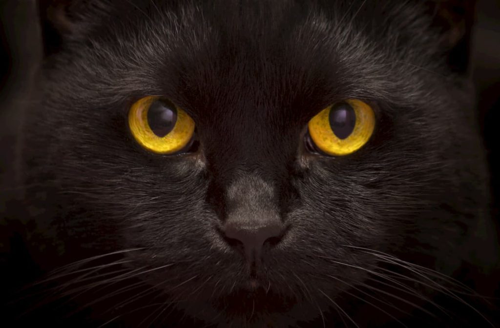 Can cats see in the dark? - PollyPets.com