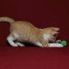 Cats who play fetch
