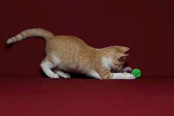 Cats who play fetch