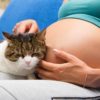 How do cats act when you’re pregnant?