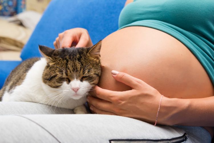 how-do-cats-act-when-you-re-pregnant-pollypets