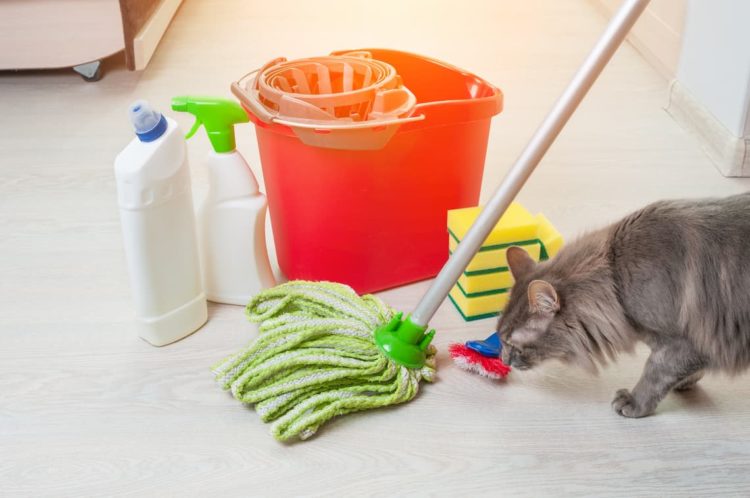 How to clean cat spray?