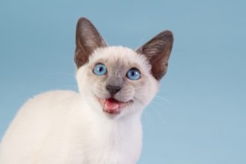 What cats have blue eyes?