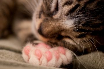 What cats have extra toes?
