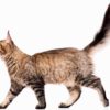 What does a cat’s tail movement mean?