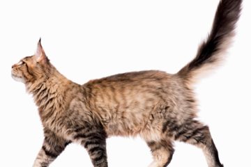 What does a cat’s tail movement mean?