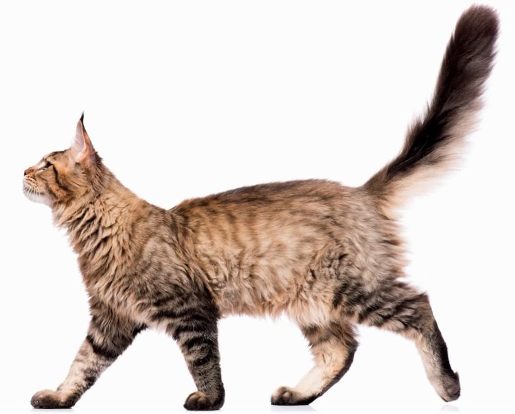 What does a cat’s tail movement mean?