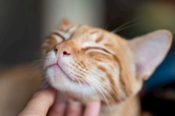 Where do cats like being scratched?