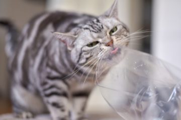 Why do cats lick plastic bags?