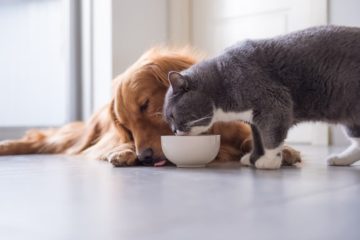 Will cats eat dog food?