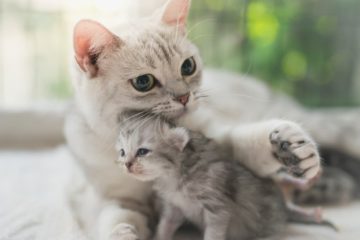 Will cats eat their kittens?