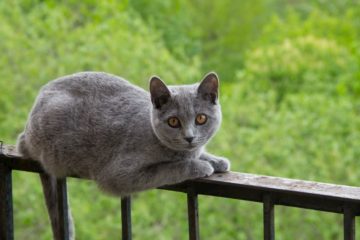Will cats jump off a balcony?