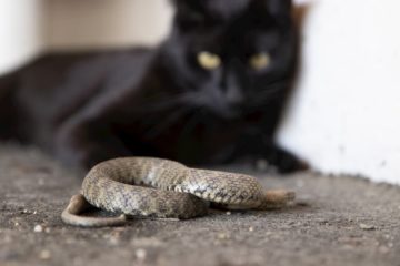 Will cats keep snakes away
