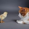Will cats kill chickens?