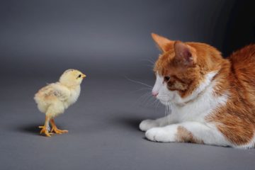 Will cats kill chickens?