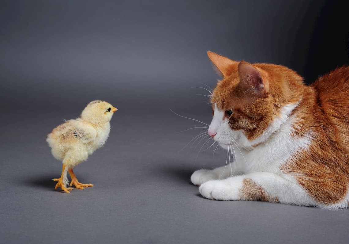 will-cats-kill-chicken-pollypets
