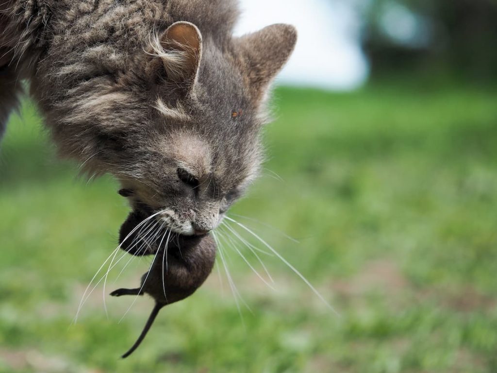 will-cats-kill-rats-pollypets
