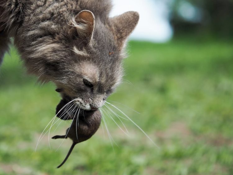 Will cats kill rats?
