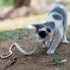 Will cats kill snakes?