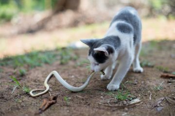 Will cats kill snakes?